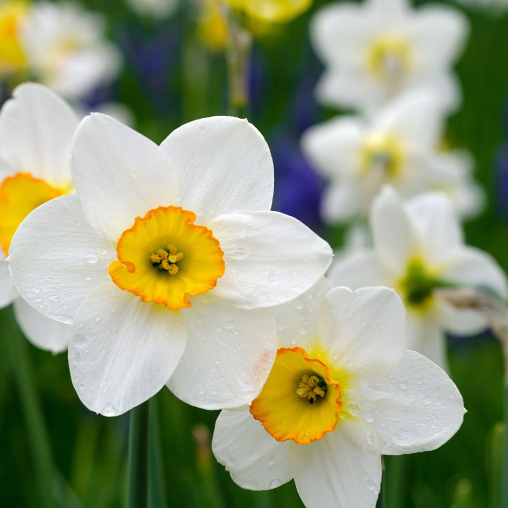 Narcisse poeticus Actaea