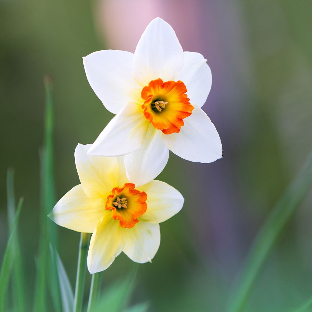 Narcisse poeticus Actaea