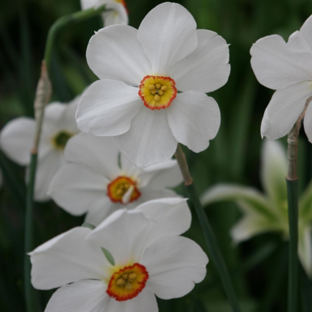 Narcisse Poéticus Actaea