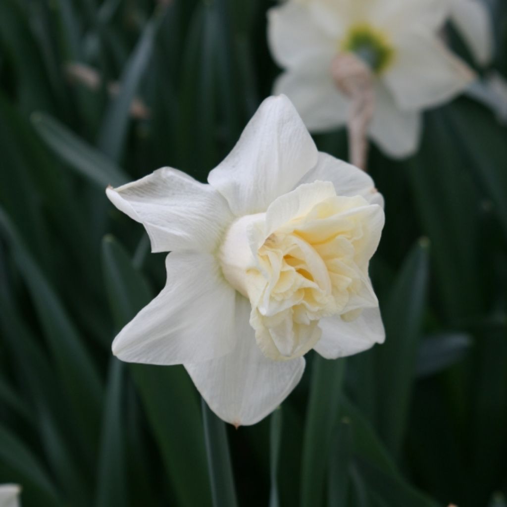 Narcissus Popeye