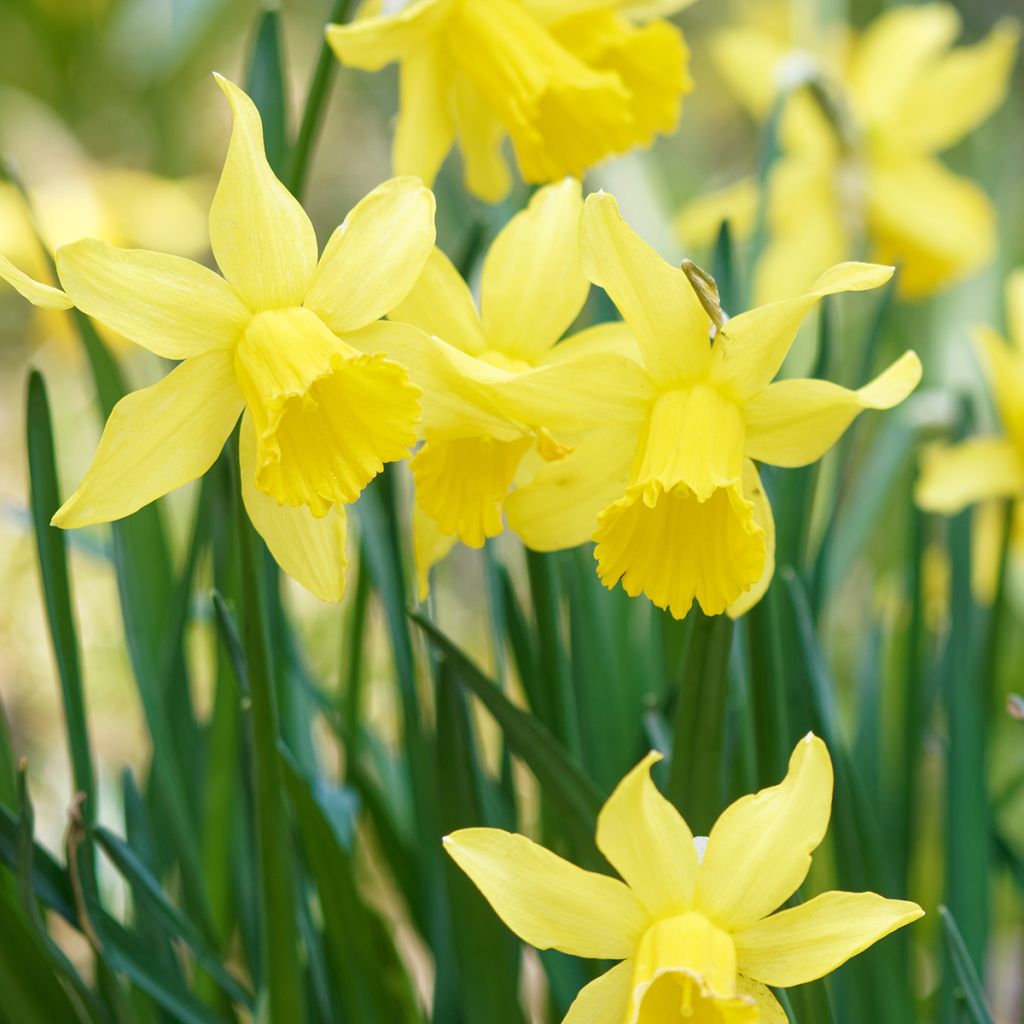 Narcissus pseudonarcissus