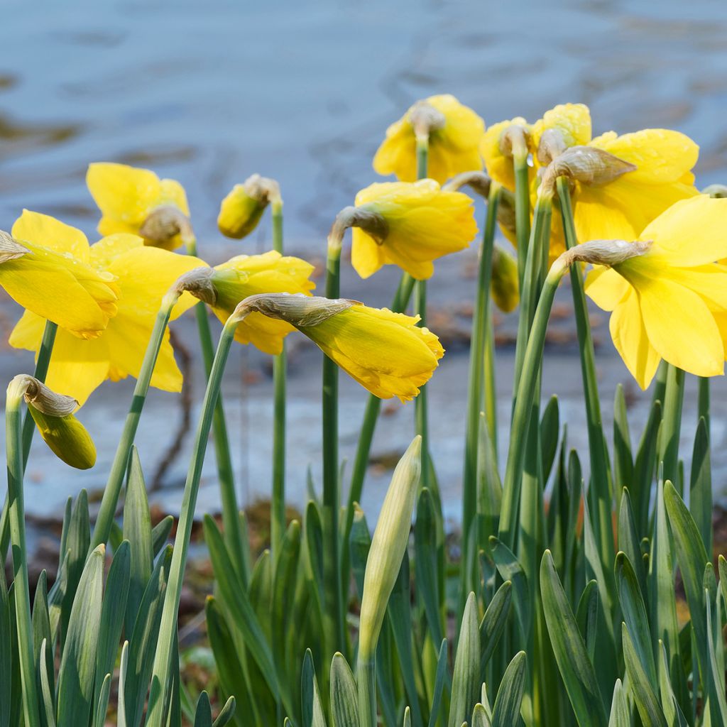 Narcisse pseudonarcissus - Jonquille des Bois