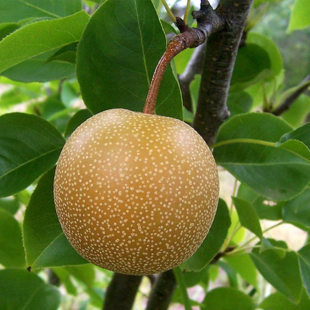 Nashi-Birne Shinseiki - Pyrus pyrifolia