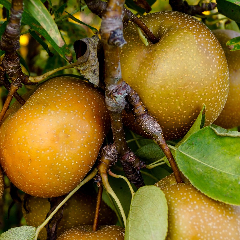 Nashi-Birne - Pyrus pyrifolia