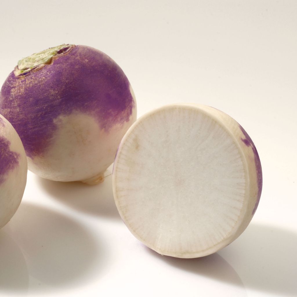 Navet Blanc Globe à Collet Violet Bio - Brassica rapa