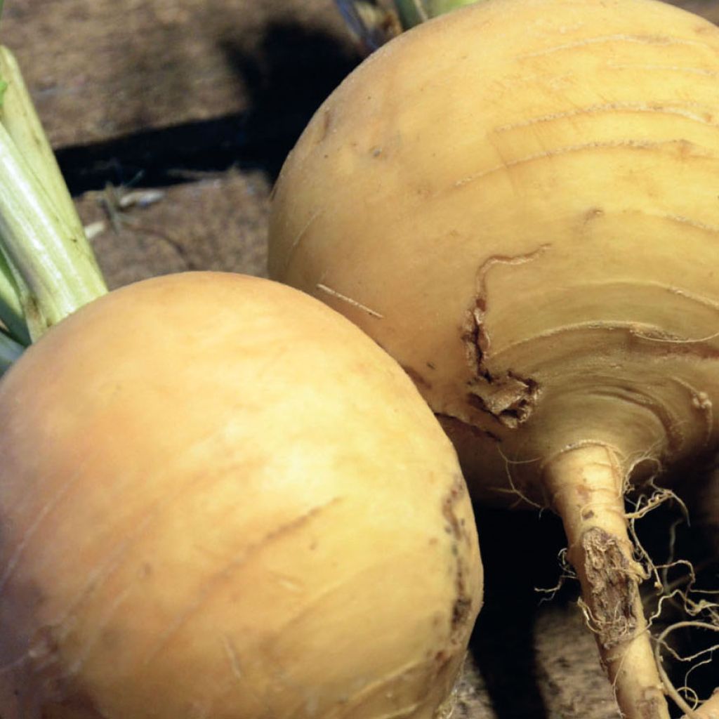 Navet jaune Boule d'Or - Brassica rapa