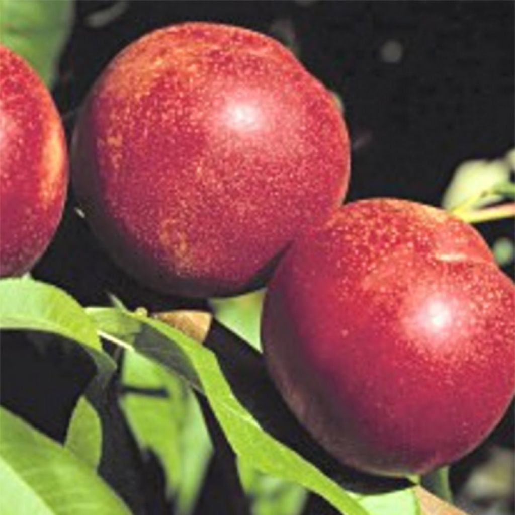 Nektarine Crimson Gold - Prunus persica