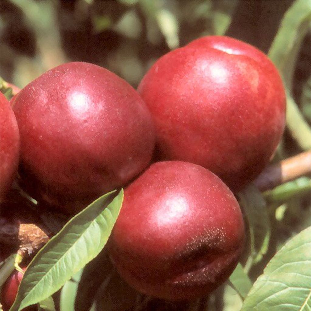 Nektarine Morton - Prunus persica