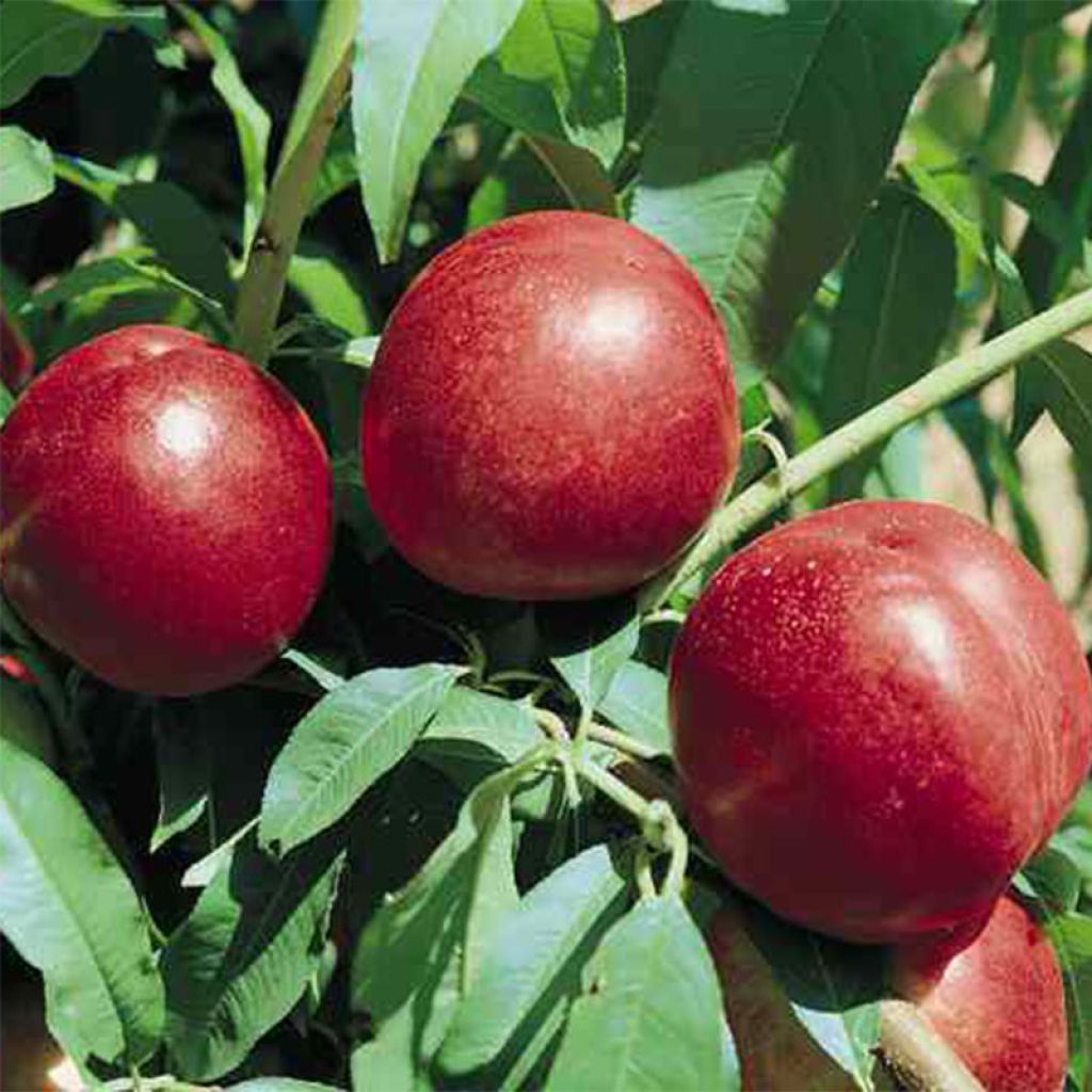 Nektarine Silver Gem - Prunus persica