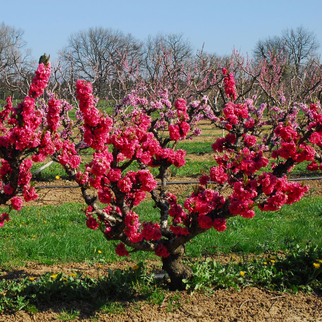 Nektarine Garden Beauty - Prunus persica