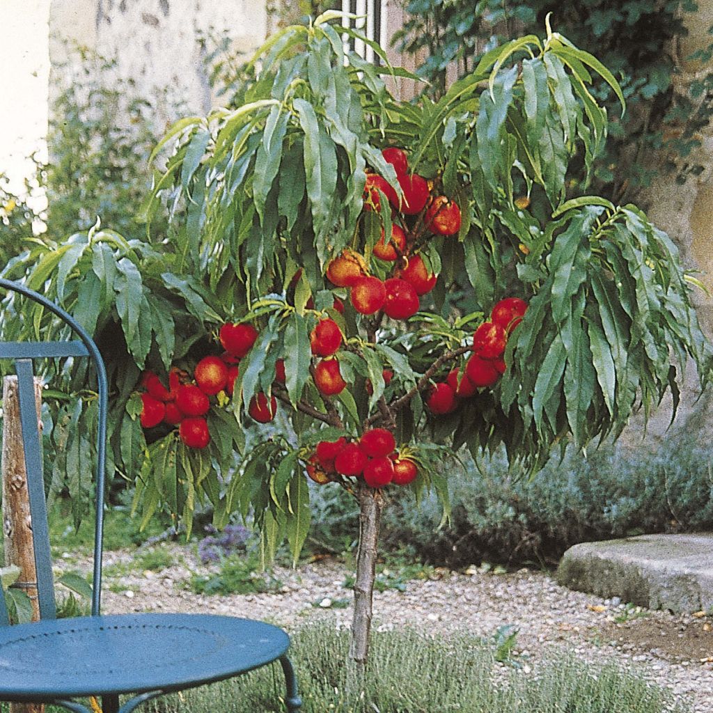 Nektarine Nectarella 'Zaidulab' - Prunus persica