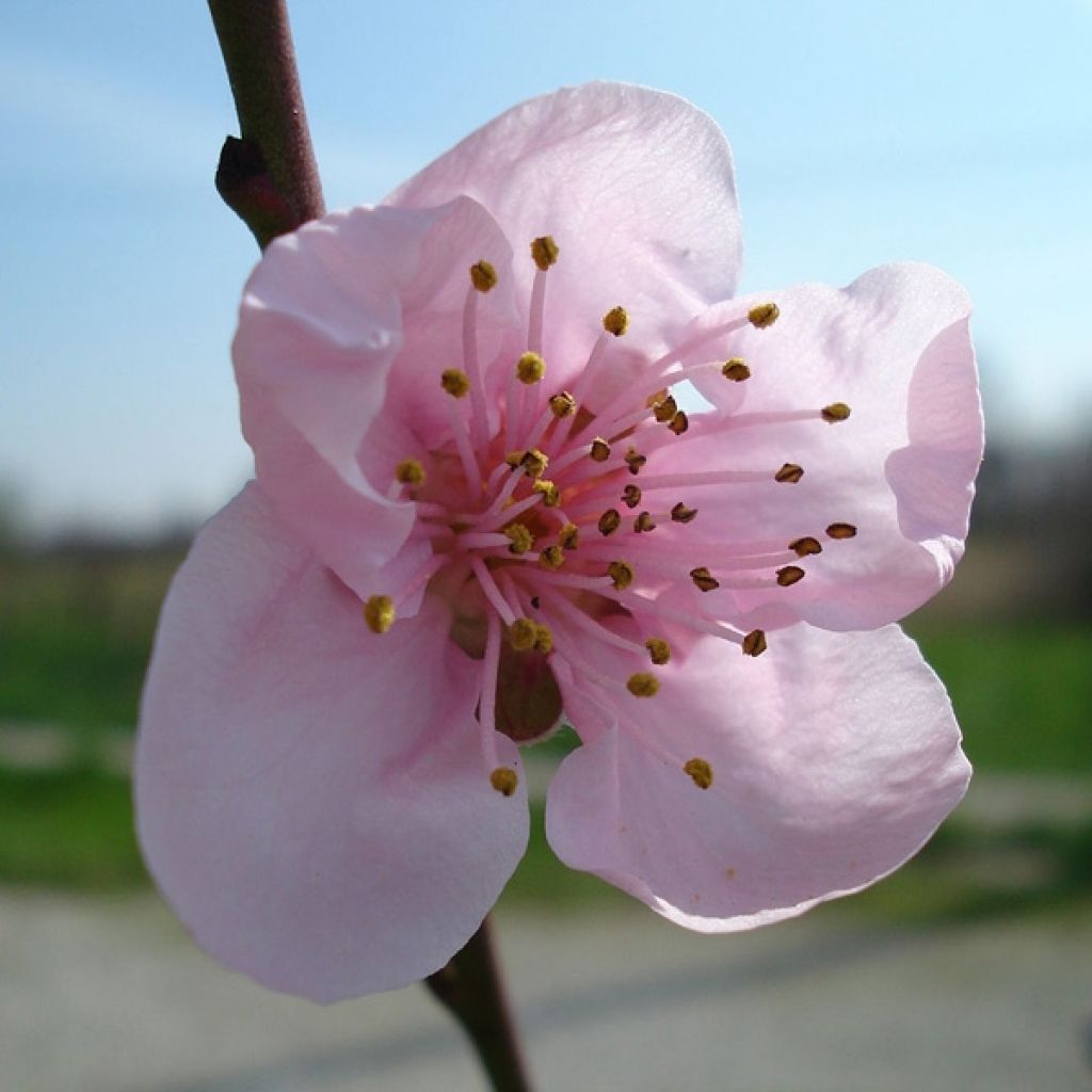 Nektarine - Prunus persica var. nucipersica