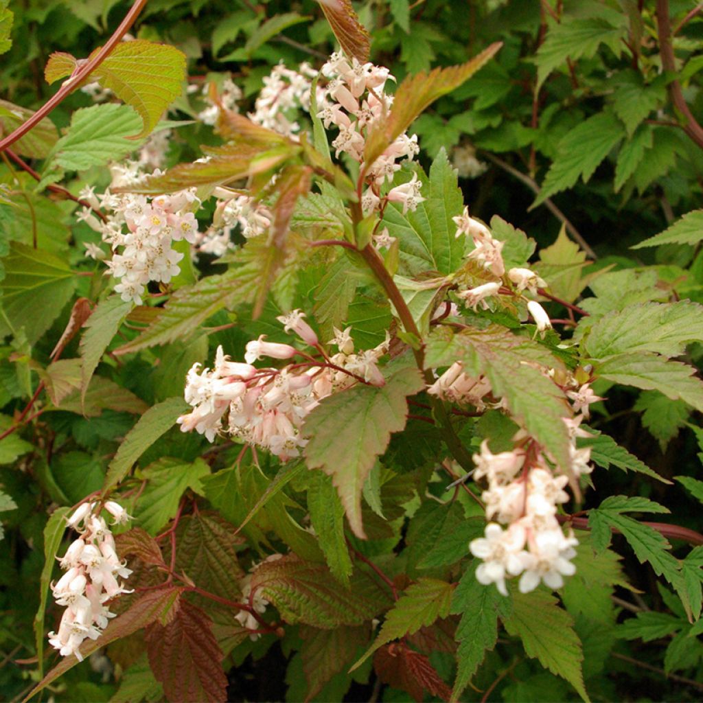 Neillia thibetica - Fausse-spirée du Tibet