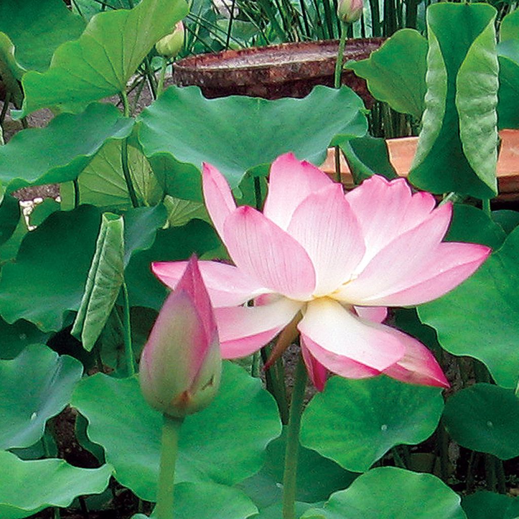 Nelumbo Chawan Basu - Indische Lotosblume