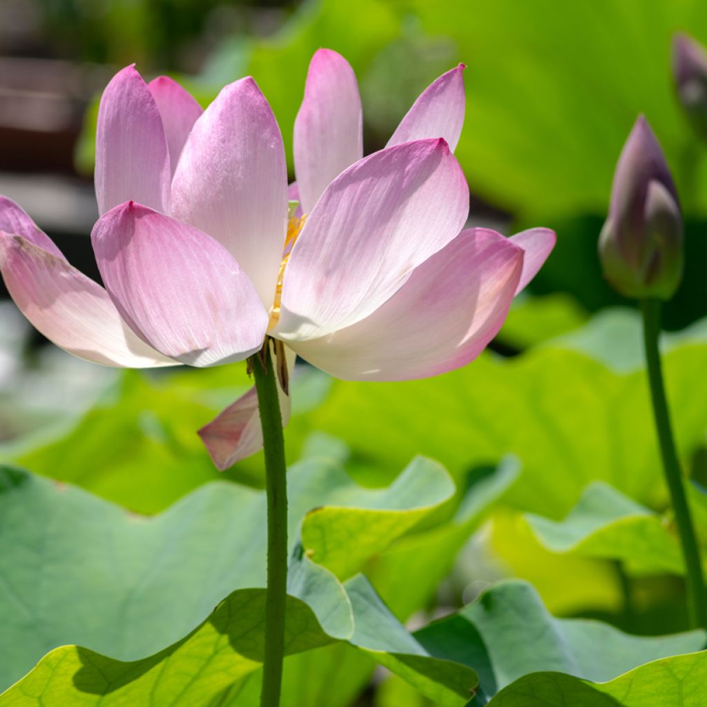 Nelumbo Chawan Basu - Indische Lotosblume