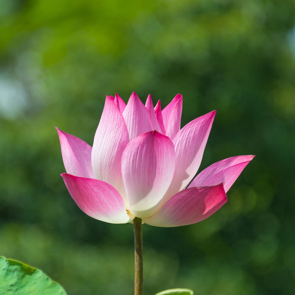 Nelumbo Chawan Basu - Indische Lotosblume