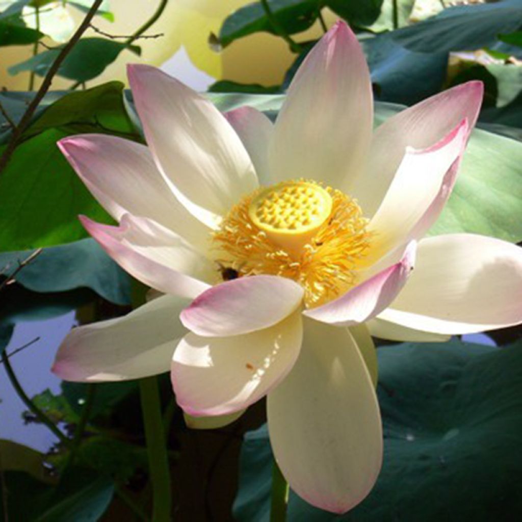 Nelumbo nucifera - Indische Lotosblume