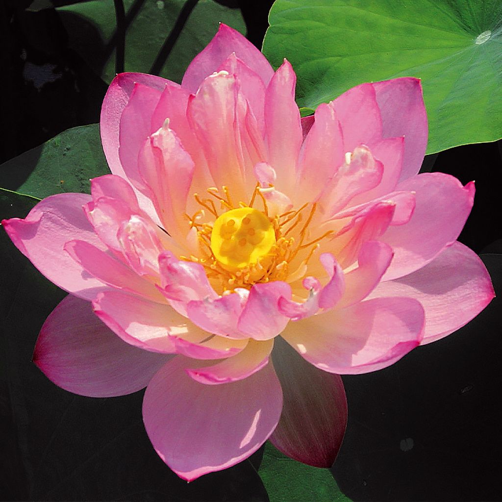 Nelumbo Pygmaea Pink - Indische Lotosblume