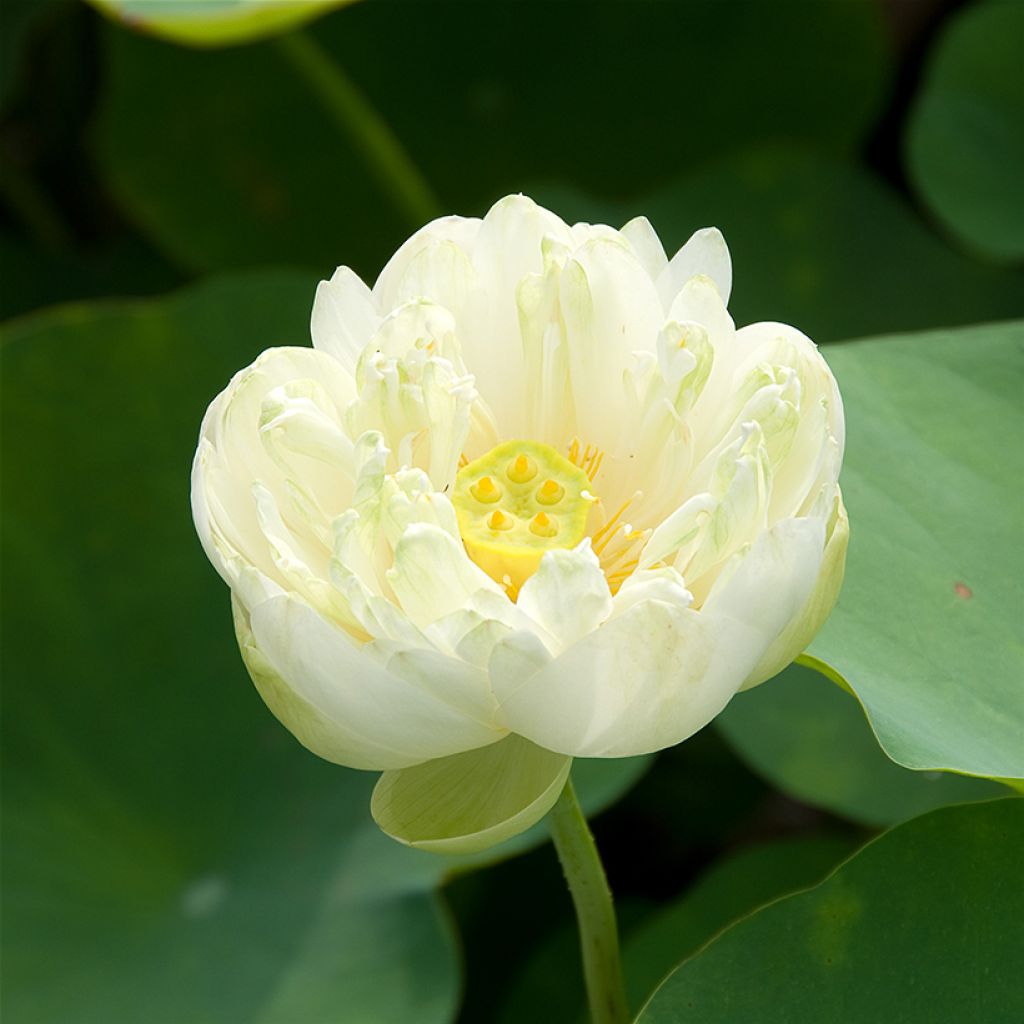 Nelumbo Pygmaea White - Indische Lotosblume