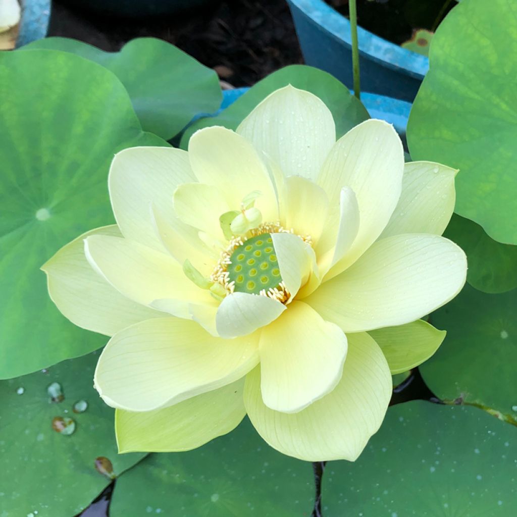 Nelumbo Pygmaea Yellow - Indische Lotosblume