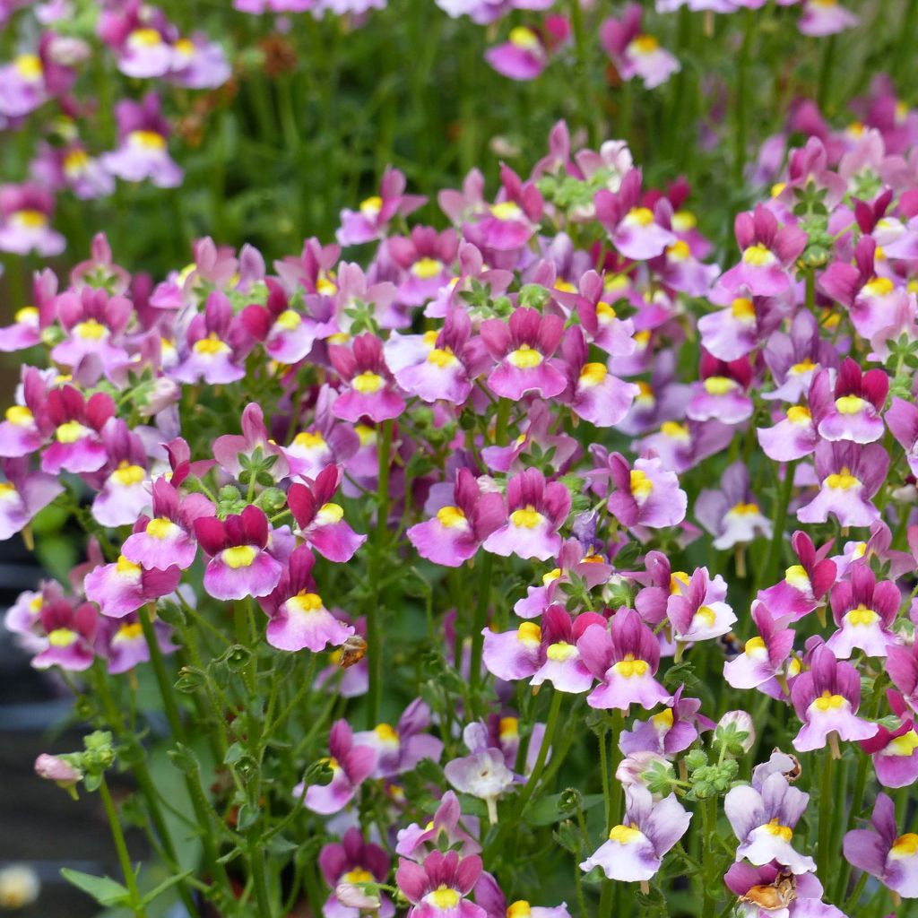 Nemesia Fairy Kisses Boysenberry