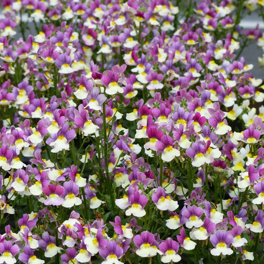 Nemesia Fairy Kisses Vanilla Berry Mini-mottes