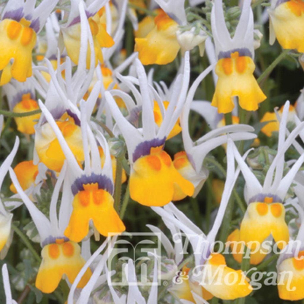 Nemesia cheiranthus Shooting Stars (Samen)