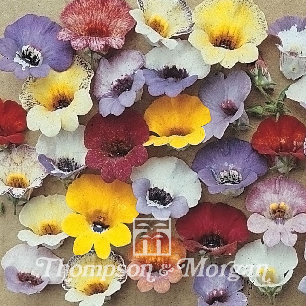 Nemesia strumosa Compacta Tapestry (Samen)