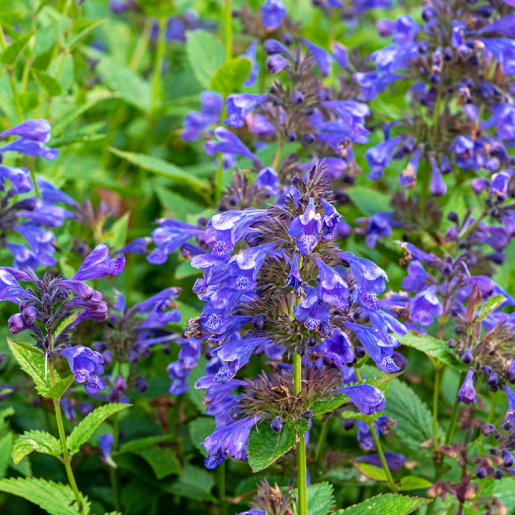 Katzenminze Blue Dragon - Nepeta