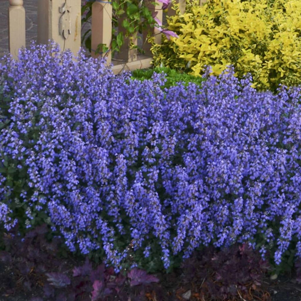 Katzenminze Cat's Pajamas - Nepeta faassenii