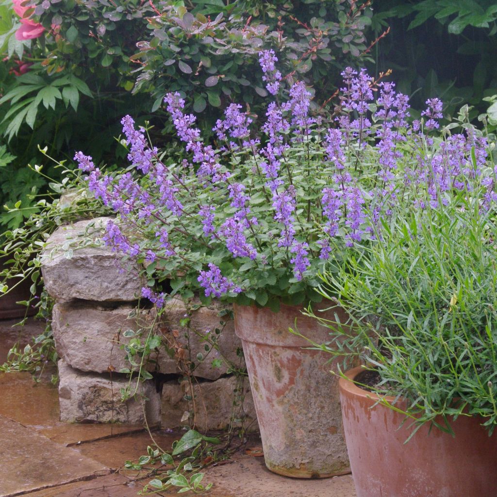 Katzenminze Purrsian Blue - Nepeta faassenii