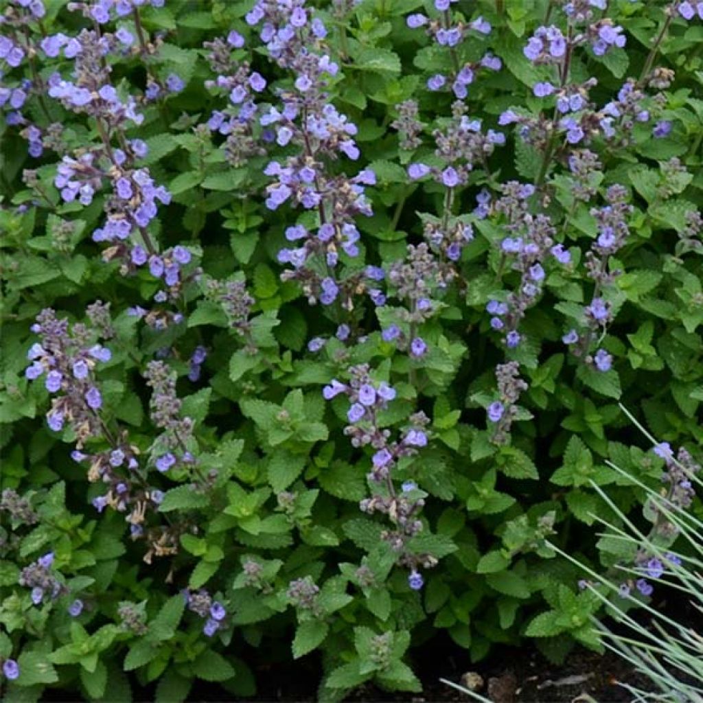 Katzenminze Purrsian Blue - Nepeta faassenii