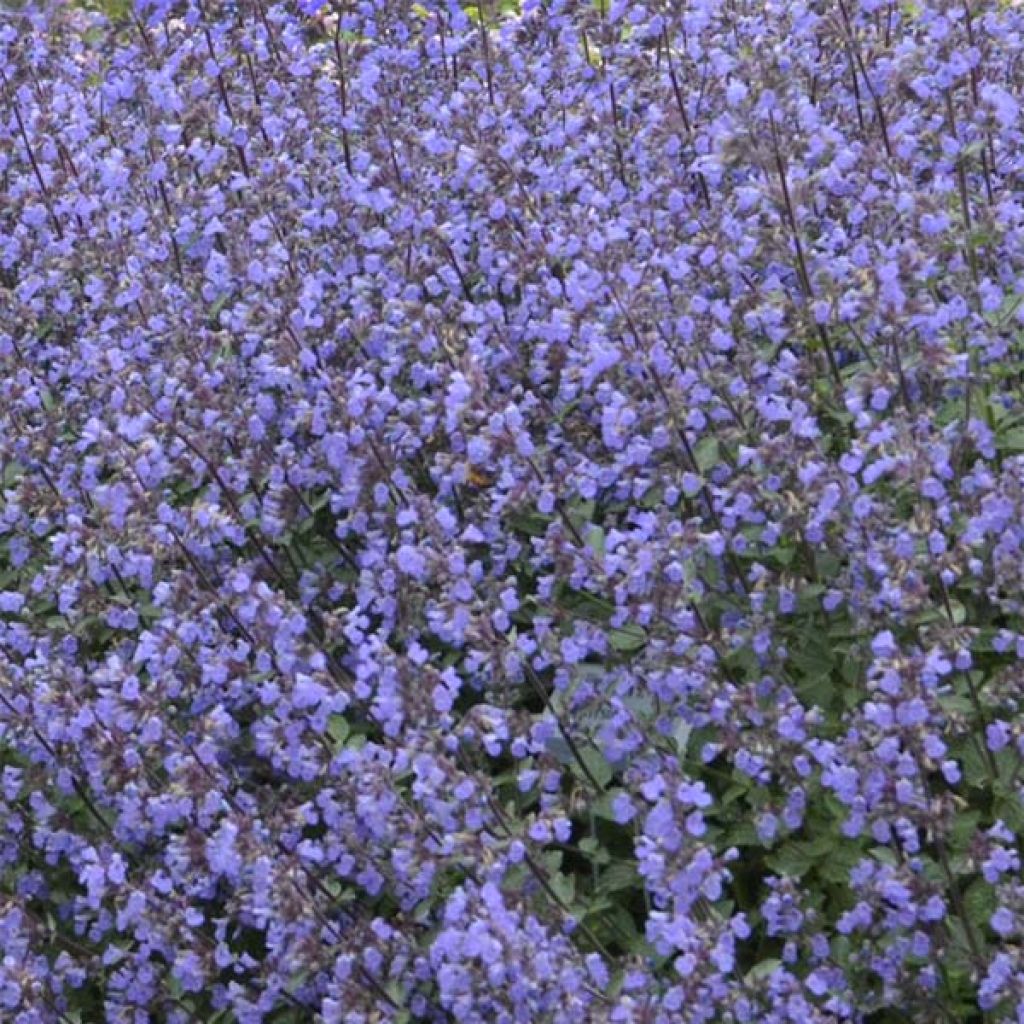 Katzenminze Purrsian Blue - Nepeta faassenii