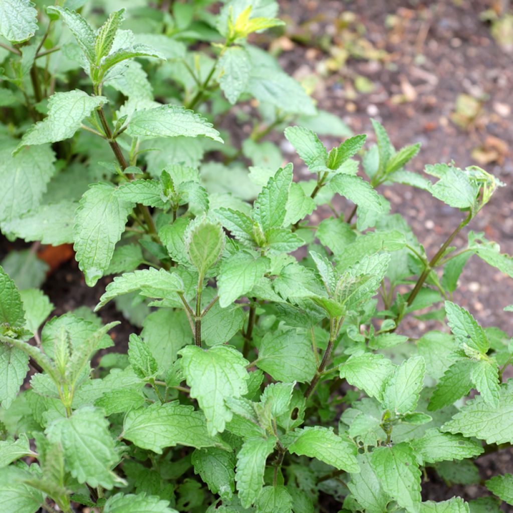 Echte Katzenminze Citriodora - Nepeta cataria