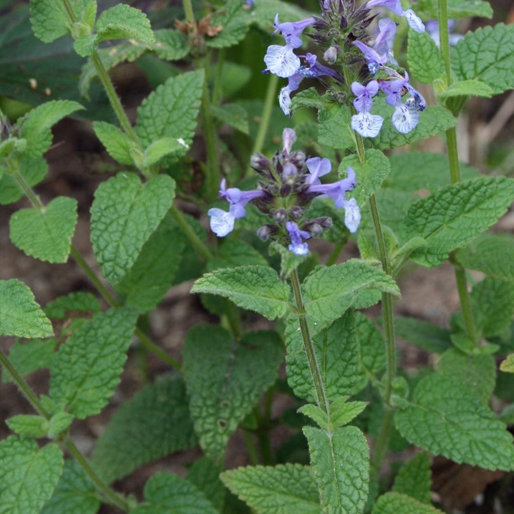 Chataire de l'Himalaya - Nepeta clarkei