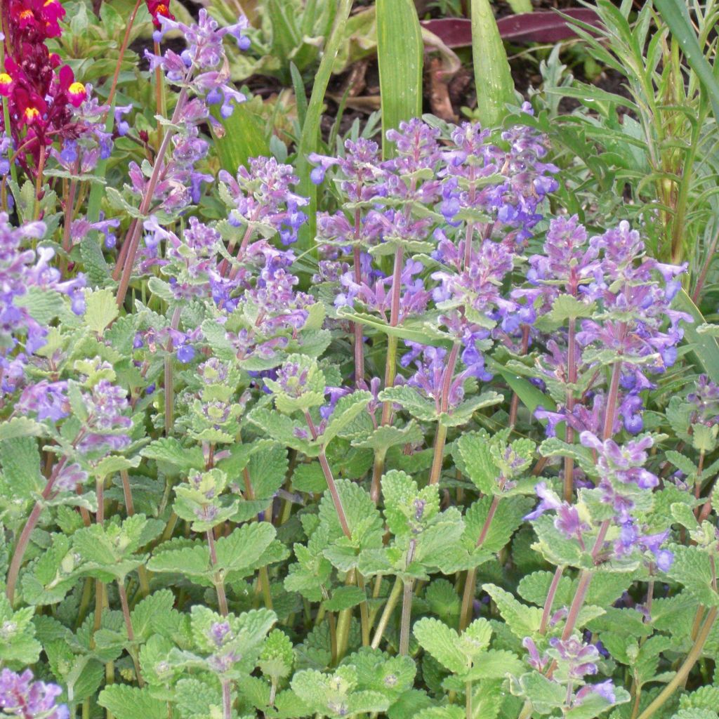 Nepeta faassenii - Népéta hybride