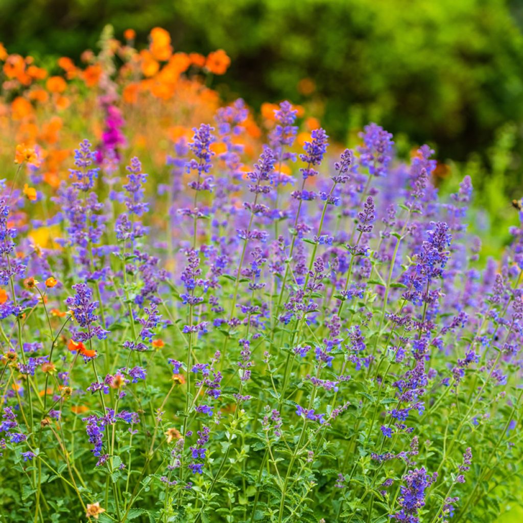 Nepeta faassenii Six Hill s Giant