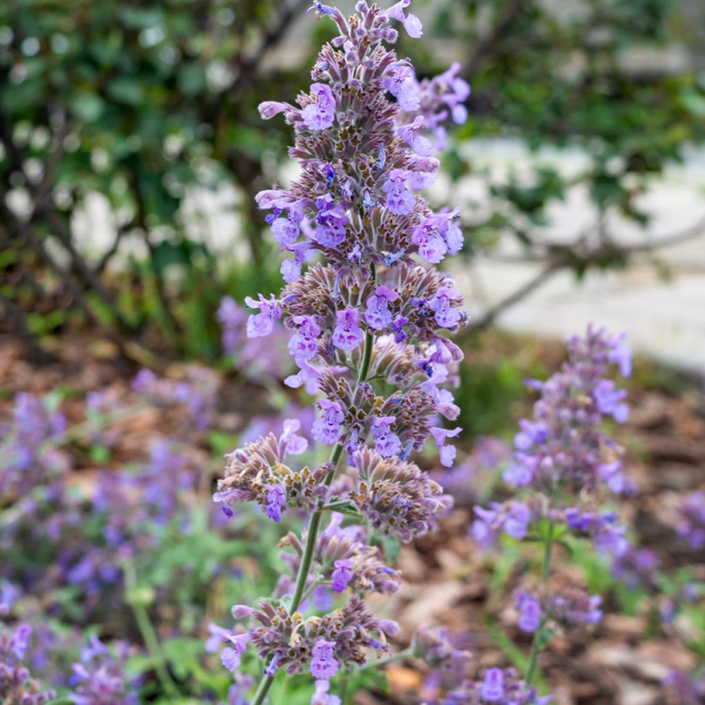 Katzenminze Six Hill s Giant - Nepeta faassenii