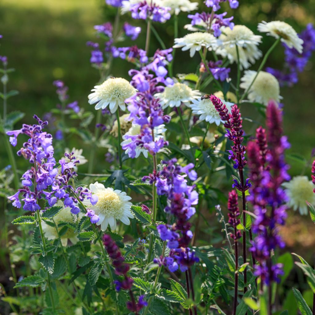 Katzenminze Six Hill s Giant - Nepeta faassenii