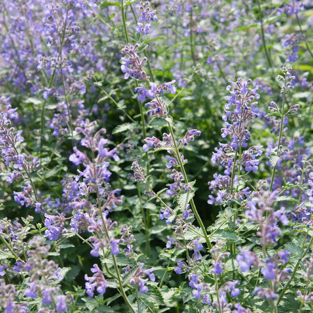 Katzenminze Walker's Low - Nepeta faassenii