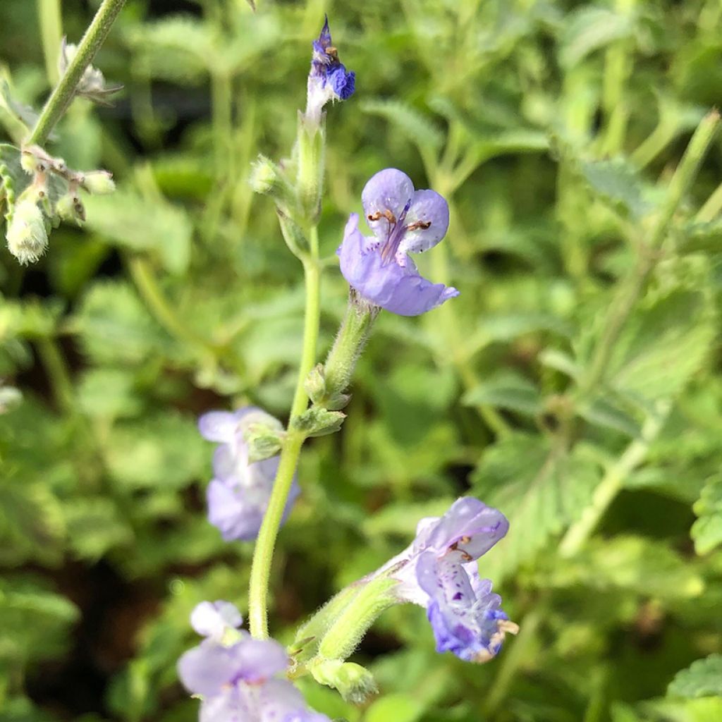 Nepeta faassenii Walker's Low