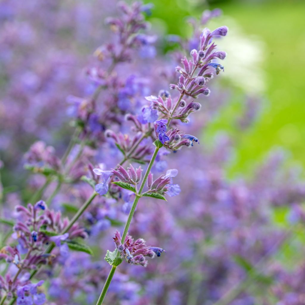 Katzenminze Walker's Low - Nepeta faassenii