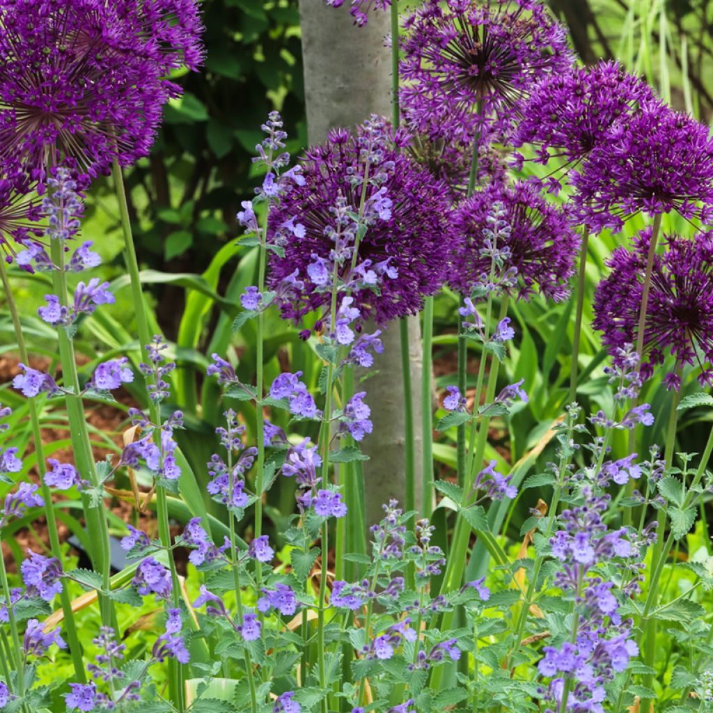 Katzenminze Walker's Low - Nepeta faassenii