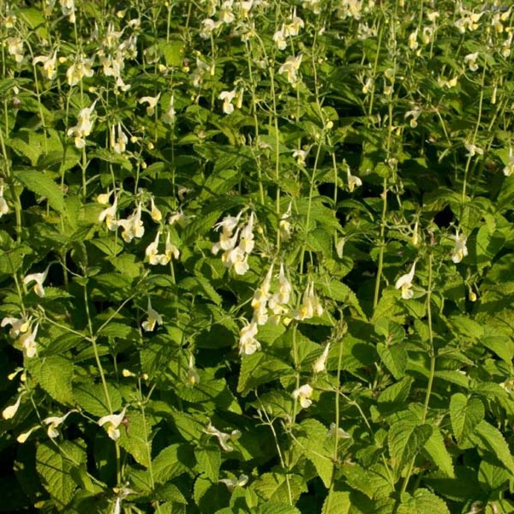 Nepeta govaniana