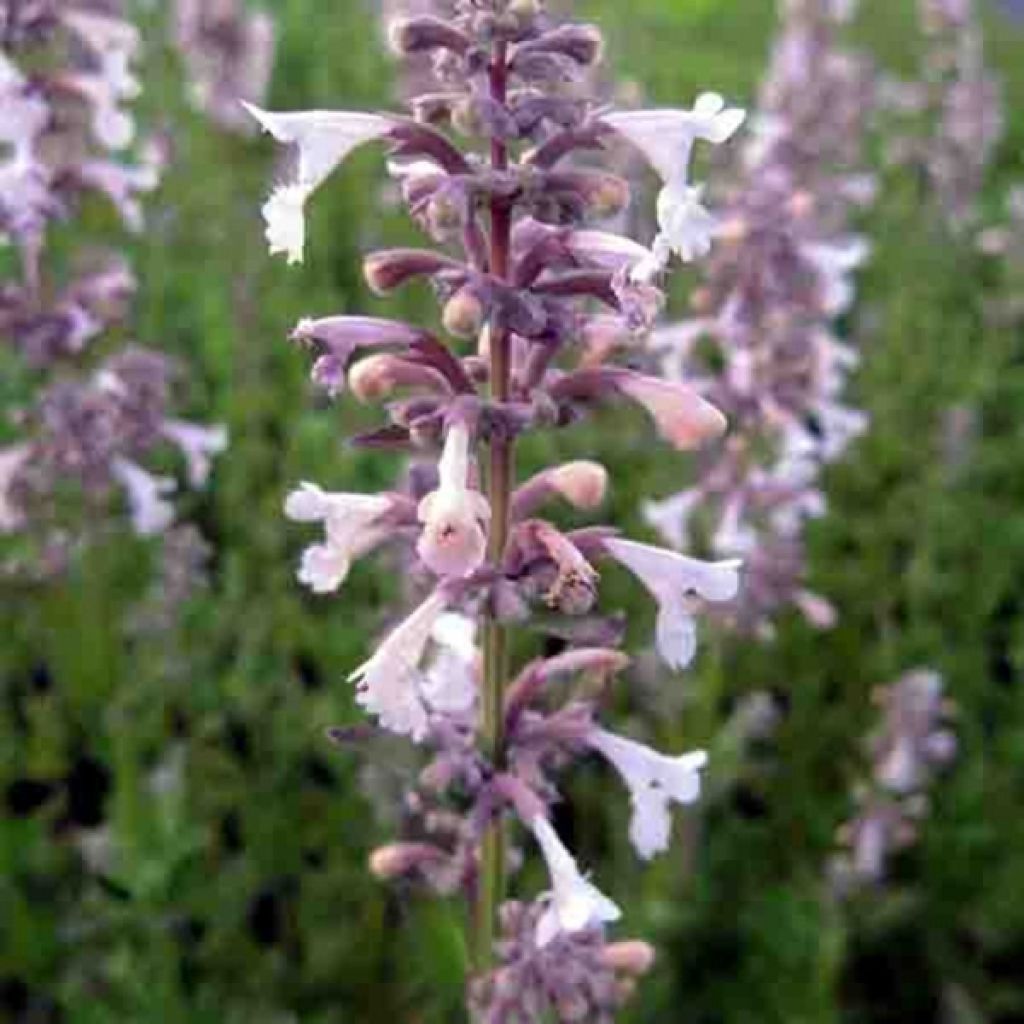 Großblütige Katzenminze Dawn to Dusk - Nepeta grandiflora