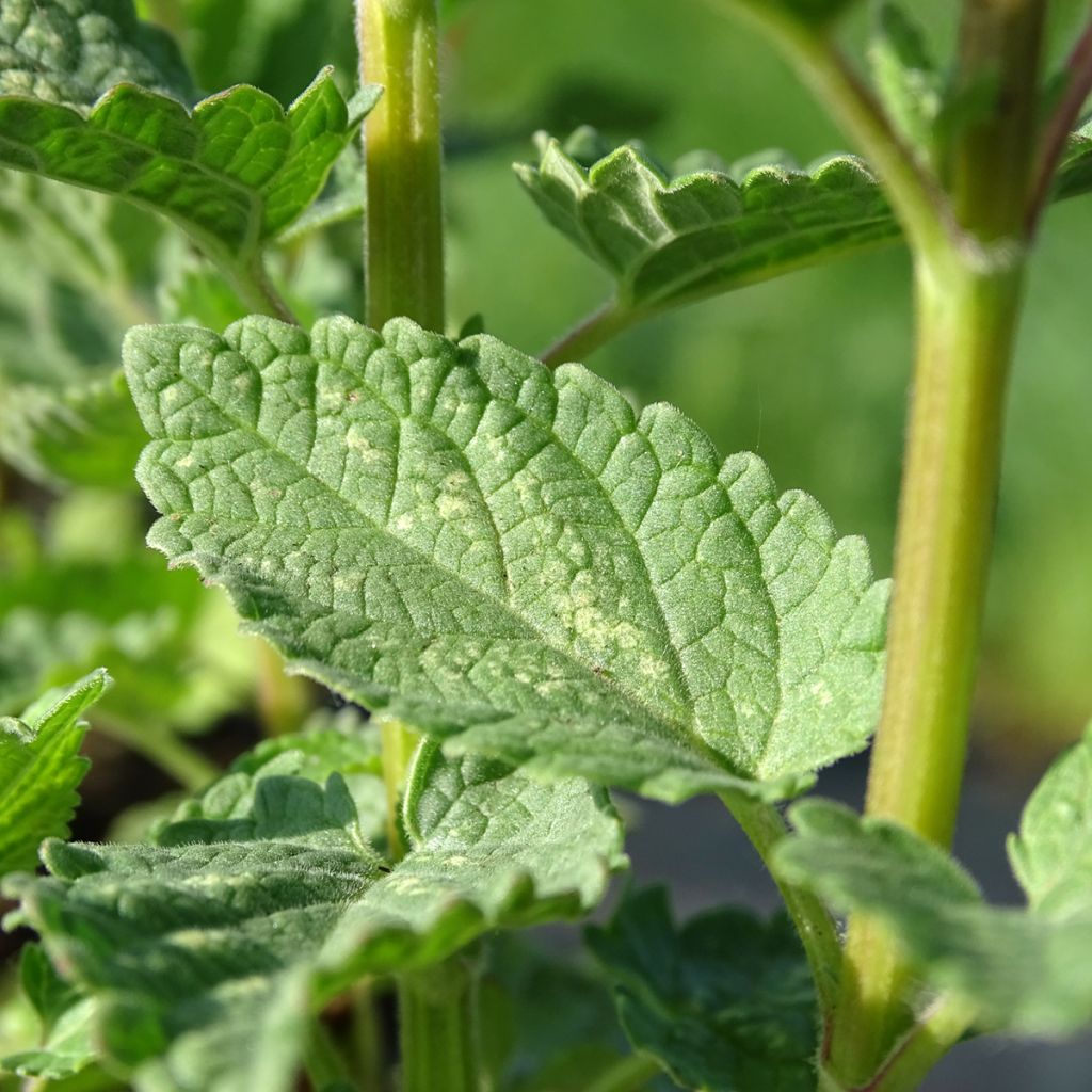 Nepeta grandiflora Dawn to Dusk