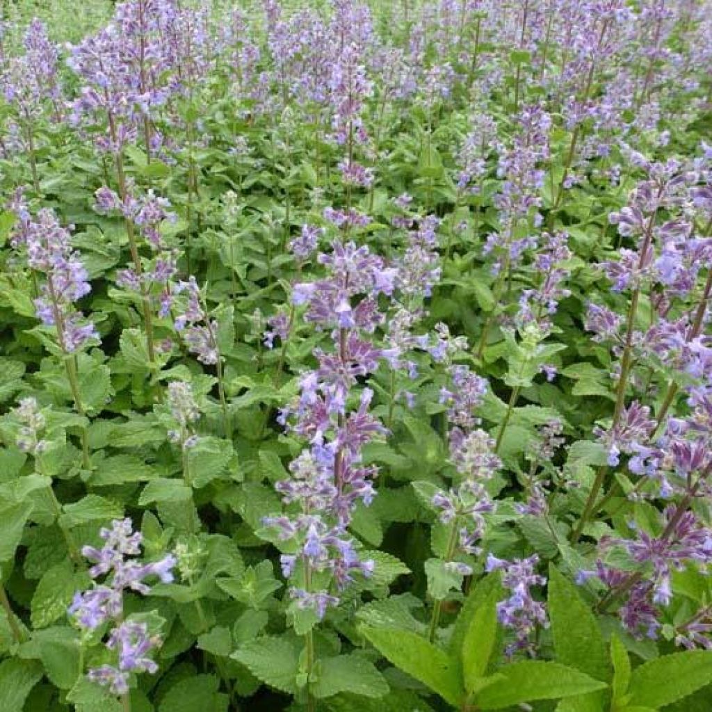 Nepeta grandiflora Summer Magic - Herbe à chats géante