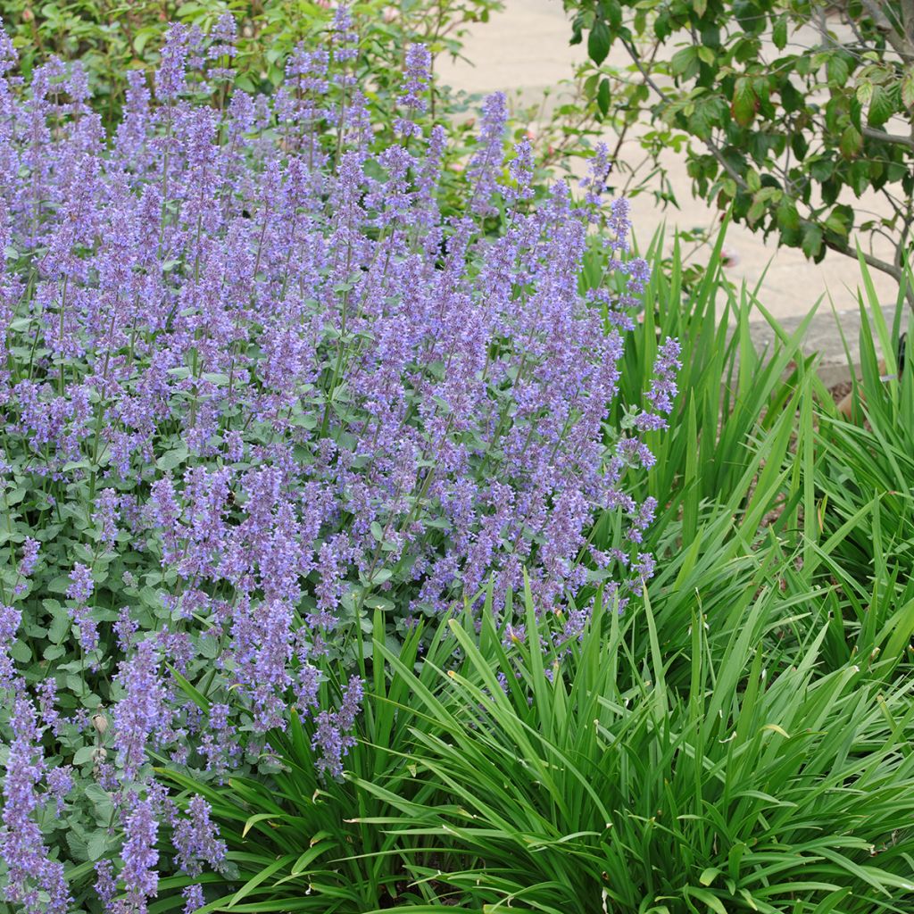 Großblütige Katzenminze Summer Magic - Nepeta grandiflora