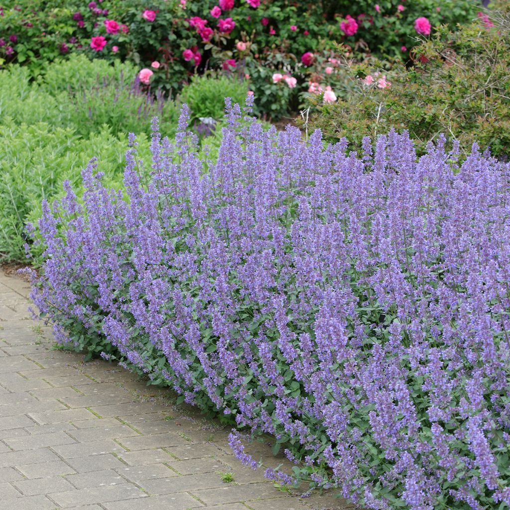 Großblütige Katzenminze Summer Magic - Nepeta grandiflora