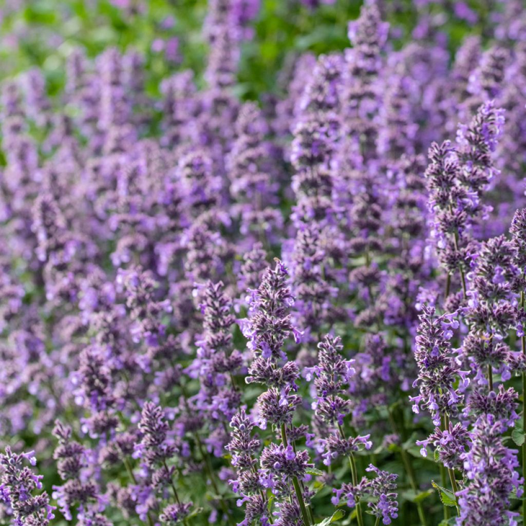 Großblütige Katzenminze Summer Magic - Nepeta grandiflora